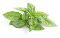 Fresh basil